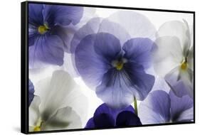 Backlit Pansies-null-Framed Stretched Canvas