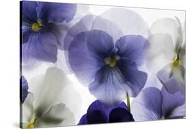 Backlit Pansies-null-Stretched Canvas