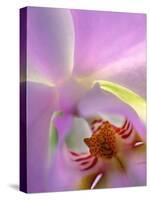 Backlit Phalaeonopsis Orchid, Alpharetta, Georgia, USA-Charles R. Needle-Stretched Canvas