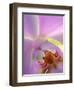 Backlit Phalaeonopsis Orchid, Alpharetta, Georgia, USA-Charles R. Needle-Framed Photographic Print