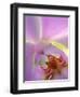 Backlit Phalaeonopsis Orchid, Alpharetta, Georgia, USA-Charles R. Needle-Framed Photographic Print