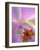 Backlit Phalaeonopsis Orchid, Alpharetta, Georgia, USA-Charles R. Needle-Framed Photographic Print