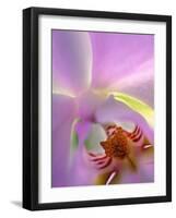 Backlit Phalaeonopsis Orchid, Alpharetta, Georgia, USA-Charles R. Needle-Framed Photographic Print