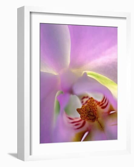 Backlit Phalaeonopsis Orchid, Alpharetta, Georgia, USA-Charles R. Needle-Framed Photographic Print