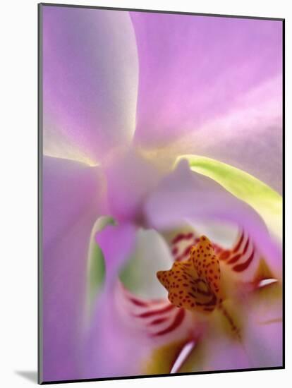 Backlit Phalaeonopsis Orchid, Alpharetta, Georgia, USA-Charles R. Needle-Mounted Photographic Print