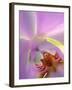 Backlit Phalaeonopsis Orchid, Alpharetta, Georgia, USA-Charles R. Needle-Framed Photographic Print