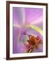 Backlit Phalaeonopsis Orchid, Alpharetta, Georgia, USA-Charles R. Needle-Framed Photographic Print