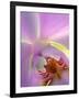 Backlit Phalaeonopsis Orchid, Alpharetta, Georgia, USA-Charles R. Needle-Framed Photographic Print