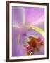 Backlit Phalaeonopsis Orchid, Alpharetta, Georgia, USA-Charles R. Needle-Framed Photographic Print