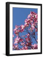 Backlit pink Flowering Dogwood Cornus florida, glows against Clear blue sky, Sonoma County, Califor-Brenda Tharp-Framed Photographic Print