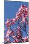 Backlit pink Flowering Dogwood Cornus florida, glows against Clear blue sky, Sonoma County, Califor-Brenda Tharp-Mounted Photographic Print