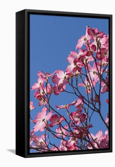 Backlit pink Flowering Dogwood Cornus florida, glows against Clear blue sky, Sonoma County, Califor-Brenda Tharp-Framed Stretched Canvas