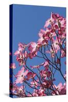 Backlit pink Flowering Dogwood Cornus florida, glows against Clear blue sky, Sonoma County, Califor-Brenda Tharp-Stretched Canvas