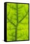 Backlit Rainforest Broad Leaf, Tari, Papua New Guinea-Stuart Westmorland-Framed Stretched Canvas