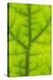 Backlit Rainforest Broad Leaf, Tari, Papua New Guinea-Stuart Westmorland-Stretched Canvas