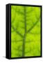 Backlit Rainforest Broad Leaf, Tari, Papua New Guinea-Stuart Westmorland-Framed Stretched Canvas