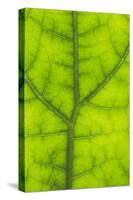 Backlit Rainforest Broad Leaf, Tari, Papua New Guinea-Stuart Westmorland-Stretched Canvas