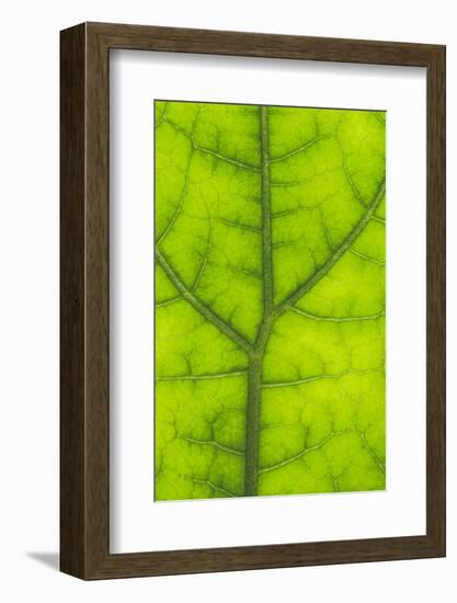 Backlit Rainforest Broad Leaf, Tari, Papua New Guinea-Stuart Westmorland-Framed Photographic Print