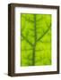 Backlit Rainforest Broad Leaf, Tari, Papua New Guinea-Stuart Westmorland-Framed Photographic Print