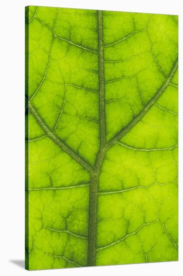 Backlit Rainforest Broad Leaf, Tari, Papua New Guinea-Stuart Westmorland-Stretched Canvas