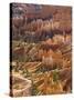 Backlit Sandstone Hoodoos in Bryce Amphitheater, Bryce Canyon National Park, Utah, USA-Neale Clarke-Stretched Canvas