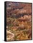 Backlit Sandstone Hoodoos in Bryce Amphitheater, Bryce Canyon National Park, Utah, USA-Neale Clarke-Framed Stretched Canvas