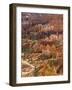 Backlit Sandstone Hoodoos in Bryce Amphitheater, Bryce Canyon National Park, Utah, USA-Neale Clarke-Framed Photographic Print