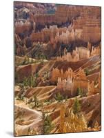 Backlit Sandstone Hoodoos in Bryce Amphitheater, Bryce Canyon National Park, Utah, USA-Neale Clarke-Mounted Photographic Print