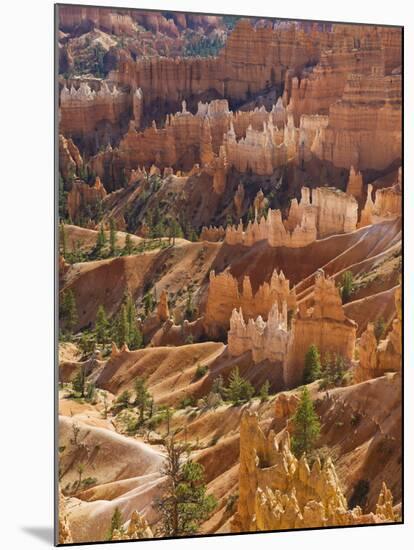 Backlit Sandstone Hoodoos in Bryce Amphitheater, Bryce Canyon National Park, Utah, USA-Neale Clarke-Mounted Photographic Print