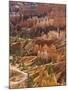 Backlit Sandstone Hoodoos in Bryce Amphitheater, Bryce Canyon National Park, Utah, USA-Neale Clarke-Mounted Photographic Print