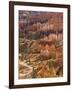 Backlit Sandstone Hoodoos in Bryce Amphitheater, Bryce Canyon National Park, Utah, USA-Neale Clarke-Framed Photographic Print