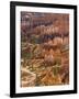 Backlit Sandstone Hoodoos in Bryce Amphitheater, Bryce Canyon National Park, Utah, USA-Neale Clarke-Framed Photographic Print