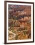 Backlit Sandstone Hoodoos in Bryce Amphitheater, Bryce Canyon National Park, Utah, USA-Neale Clarke-Framed Photographic Print