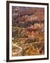 Backlit Sandstone Hoodoos in Bryce Amphitheater, Bryce Canyon National Park, Utah, USA-Neale Clarke-Framed Photographic Print