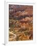 Backlit Sandstone Hoodoos in Bryce Amphitheater, Bryce Canyon National Park, Utah, USA-Neale Clarke-Framed Photographic Print