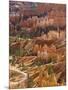 Backlit Sandstone Hoodoos in Bryce Amphitheater, Bryce Canyon National Park, Utah, USA-Neale Clarke-Mounted Photographic Print