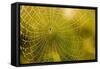 Backlit Spider Web in Theodore Roosevelt National Park, North Dakota, Usa-Chuck Haney-Framed Stretched Canvas