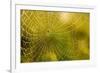 Backlit Spider Web in Theodore Roosevelt National Park, North Dakota, Usa-Chuck Haney-Framed Photographic Print