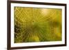 Backlit Spider Web in Theodore Roosevelt National Park, North Dakota, Usa-Chuck Haney-Framed Photographic Print