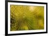 Backlit Spider Web in Theodore Roosevelt National Park, North Dakota, Usa-Chuck Haney-Framed Photographic Print