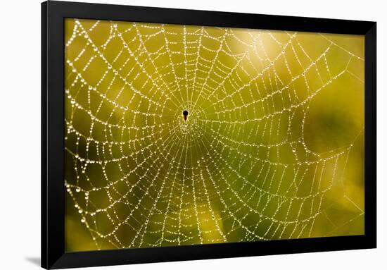 Backlit Spider Web in Theodore Roosevelt National Park, North Dakota, Usa-Chuck Haney-Framed Photographic Print