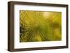 Backlit Spider Web in Theodore Roosevelt National Park, North Dakota, Usa-Chuck Haney-Framed Premium Photographic Print