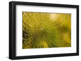 Backlit Spider Web in Theodore Roosevelt National Park, North Dakota, Usa-Chuck Haney-Framed Premium Photographic Print