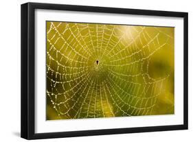 Backlit Spider Web in Theodore Roosevelt National Park, North Dakota, Usa-Chuck Haney-Framed Photographic Print