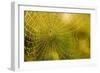 Backlit Spider Web in Theodore Roosevelt National Park, North Dakota, Usa-Chuck Haney-Framed Photographic Print