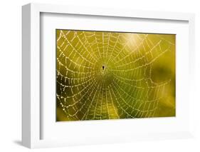 Backlit Spider Web in Theodore Roosevelt National Park, North Dakota, Usa-Chuck Haney-Framed Photographic Print