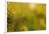 Backlit Spider Web in Theodore Roosevelt National Park, North Dakota, Usa-Chuck Haney-Framed Photographic Print