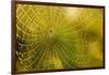 Backlit Spider Web in Theodore Roosevelt National Park, North Dakota, Usa-Chuck Haney-Framed Photographic Print