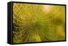 Backlit Spider Web in Theodore Roosevelt National Park, North Dakota, Usa-Chuck Haney-Framed Stretched Canvas