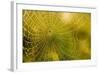 Backlit Spider Web in Theodore Roosevelt National Park, North Dakota, Usa-Chuck Haney-Framed Photographic Print